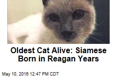 Oldest Cat Alive: Siamese Born in Reagan Years