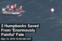 2 Humpbacks Saved From &#39;Enormously Painful&#39; Fate