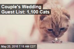 Couple&#39;s Wedding Guest List: 1,100 Cats