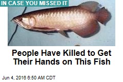 People Have Killed to Get Their Hands on This Fish