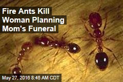 Fire Ants Kill Woman Planning Mom&#39;s Funeral