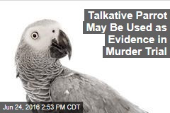Talkative Parrot May Be Used as Evidence in Murder Trial