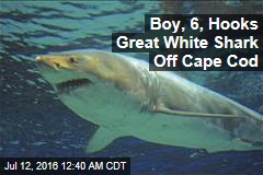 Boy, 6, Hooks Great White Shark Off Cape Cod