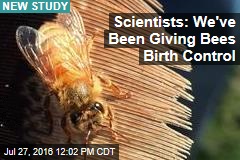 Scientists: We&#39;ve Been Giving Bees Birth Control