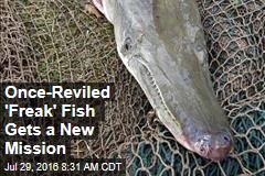 Once-Reviled &#39;Freak&#39; Fish Gets a New Mission