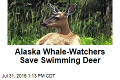 Alaska Whale-Watchers Save Swimming Deer