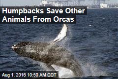 Humpbacks Save Other Animals From Orcas