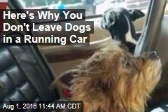 Here&#39;s Why You Don&#39;t Leave Dogs in a Running Car