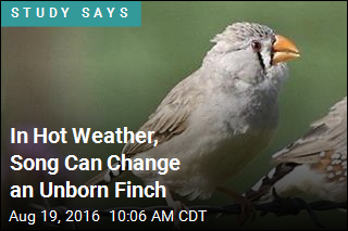 In Hot Weather, Song Can Change an Unborn Finch