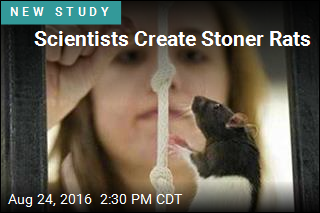 Scientists Create Stoner Rats