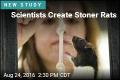 Scientists Create Stoner Rats
