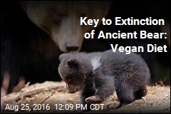 Key to Extinction of Ancient Bear: Vegan Diet