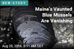Maine&#39;s Vaunted Blue Mussels Are Vanishing