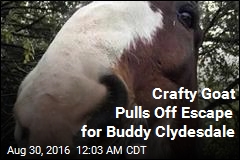 Clydesdale Goes on Lam, Has an Actual Scapegoat
