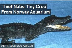 Thief Nabs Tiny Croc From Norway Aquarium