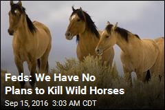 Feds: We Have No Plans to Kill Wild Horses