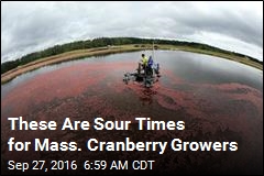 Cranberry Farming in Crisis as It Turns 200
