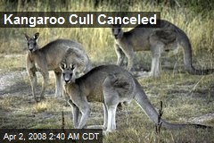 Kangaroo Cull Canceled