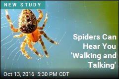 Spiders Can Hear You &#39;Walking and Talking&#39;