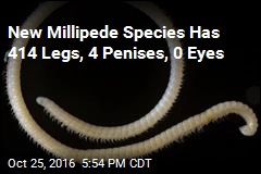 New Millipede Species Is World&#39;s 2nd Leggiest Animal