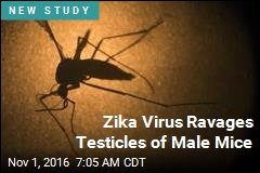 Zika Virus Ravages Testicles of Male Mice