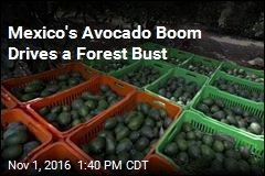 Mexico&#39;s Avocado Boom Drives a Forest Bust