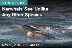 Narwhals &#39;See&#39; Unlike Any Other Species