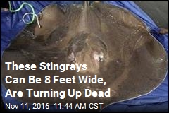 stingrays these turning feet wide dead stingray newser