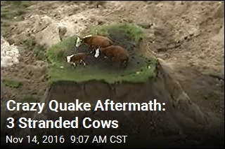 Crazy Quake Aftermath: 3 Stranded Cows