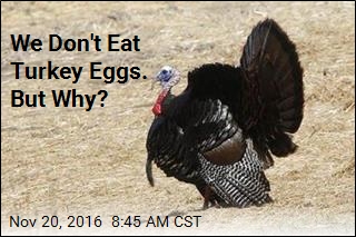 We Don&#39;t Eat Turkey Eggs. But Why?