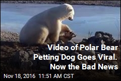 Viral Video of Polar Bear Petting Dog Has Unfortunate Update