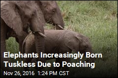 Elephants Increasingly Born Tuskless Due to Poaching