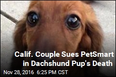 Calif. Couple Sues PetSmart in Dachshund Pup&#39;s Death