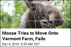 Moose Tries to Move Onto Vermont Farm, Fails