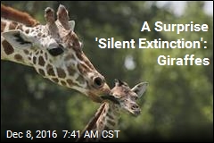 &#39;Devastating Decline&#39; in Giraffes Over 30 Years: Report