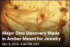 Scientists Find Dinosaur Tail Preserved in Amber