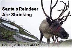 Santa&#39;s Reindeer Are Shrinking