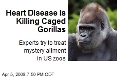 Heart Disease Is Killing Caged Gorillas
