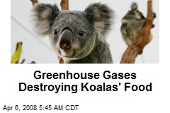 Greenhouse Gases Destroying Koalas' Food