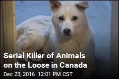 Someone Is Beheading Animals in Canada