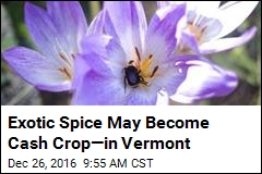 Exotic Spice May Become Cash Crop&mdash;in Vermont