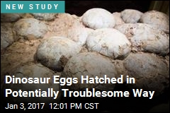 Dinosaur Eggs Hatched in Potentially Troublesome Way