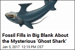 Fossil Fills in Big Blank About the Mysterious &#39;Ghost Shark&#39;