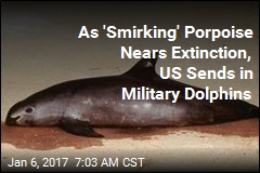 As &#39;Smirking&#39; Porpoise Nears Extinction, US Sends in Military Dolphins