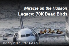 Miracle on the Hudson Legacy: 70K Dead Birds