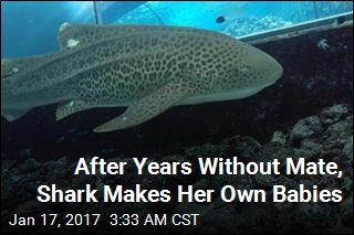 After Years Without Mate, Shark Makes Her Own Babies