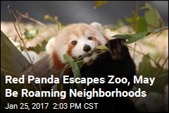 A Red Panda Is on the Lam in Virginia