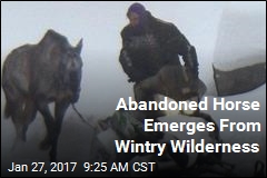 Horse Abandoned in Wintry Wilderness Survives 6 Weeks