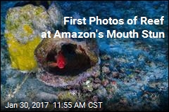 First Photos of Reef at Amazon&#39;s Mouth Stun