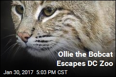 Ollie the Bobcat Escapes DC Zoo